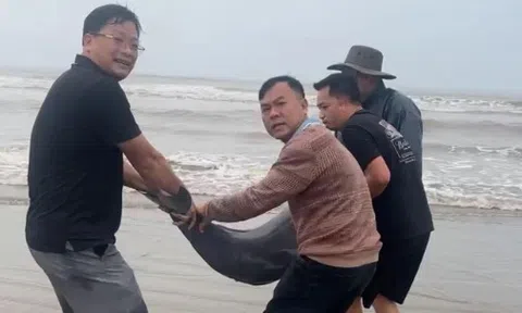 Người dân Hà Tĩnh góp tiền mua lại đàn cá heo cực hiếm thả về biển