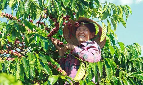 Lâm Đồng nâng tầm cà phê đặc sản gắn với chuỗi nông sản toàn cầu