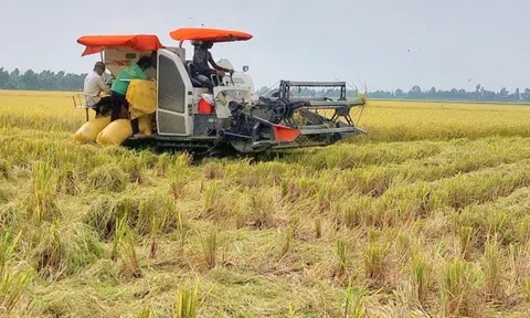Cần khoảng 8.968 tỷ đồng hỗ trợ hạ tầng kỹ thuật cho Đề án 1 triệu ha lúa chất lượng cao