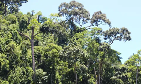 Thu về hơn 1.200 tỉ đồng bán tín chỉ carbon rừng và sự cấp thiết của thị trường carbon Việt Nam