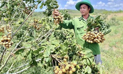 Thương hiệu nông sản Việt Nam đảm bảo tính đồng bộ, chuyên nghiệp, dài hạn và bền vững