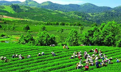 Việt Nam nỗ lực để trở thành quốc gia tiên phong trong tăng trưởng xanh trong khu vực