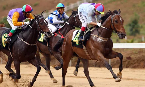 Vì sao chưa triển khai đặt cược bóng đá, đua ngựa, đua chó tại Việt Nam?