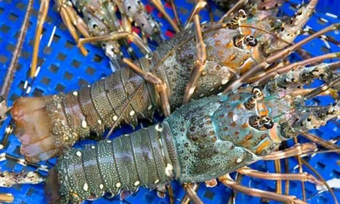 Điều gì khiến xuất khẩu tôm hùm sang Trung Quốc tăng vọt gấp 27 lần so với cùng kỳ năm trước?