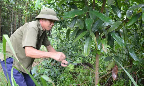 Việt Nam nhận được 51,5 triệu USD nhờ giảm phát thải carbon và bảo vệ rừng