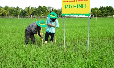 Kỹ thuật đo đạc thẩm định lượng phát thải trong sản xuất lúa gắn với tăng trưởng xanh