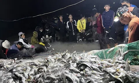 Mùa cá đù, ngư dân Quảng Bình phấn khởi đón lộc biển mỗi thuyền thu về 50 triệu đồng