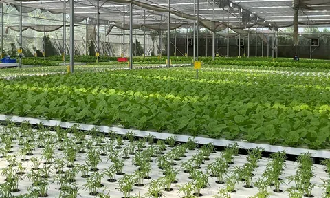 IAEA hỗ trợ Việt Nam đẩy mạnh ứng dụng năng lượng nguyên tử trong nông nghiệp