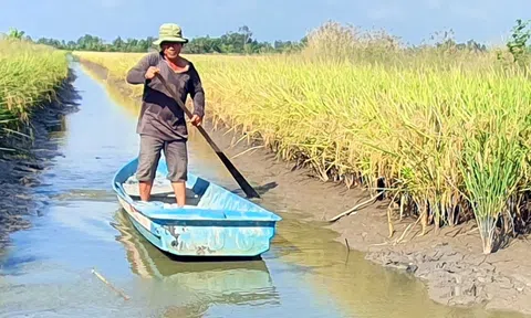 Tài chính xanh mở ra lộ trình bền vững để thực hiện các giải pháp nông nghiệp thuận thiên tại ĐBSCL