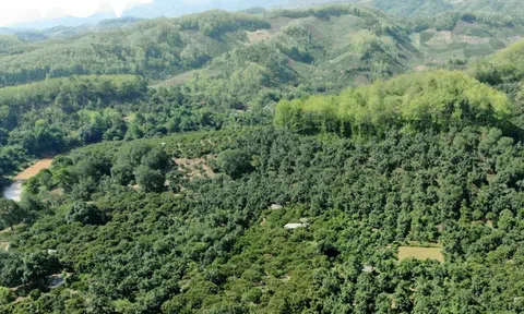 Ngân hàng Thế giới tiếp tục đồng hành hỗ trợ Việt Nam hoàn thiện thị trường tín chỉ carbon