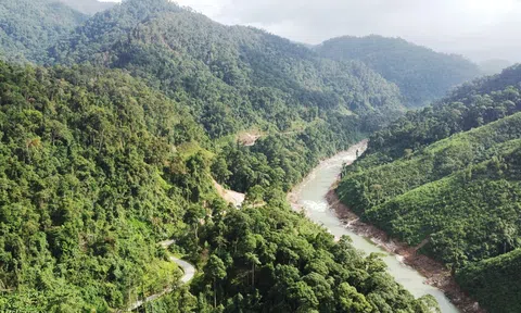 Bộ Nông nghiệp công bố hiện trạng rừng, miền Trung có diện tích rừng lớn nhất cả nước