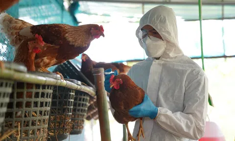 Tăng cường công tác phòng, chống dịch bệnh cúm gia cầm nhằm đẩy mạnh phát triển ngành chăn nuôi