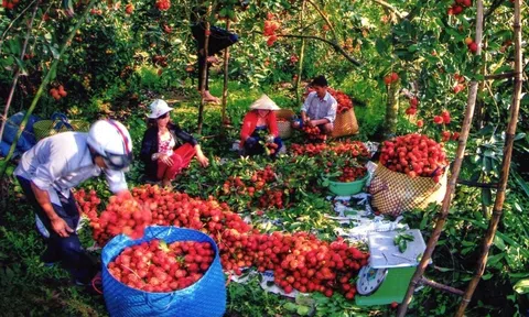 Tạo sức bật cho vựa nông sản Vĩnh Long từ chiến lược tăng trưởng xanh