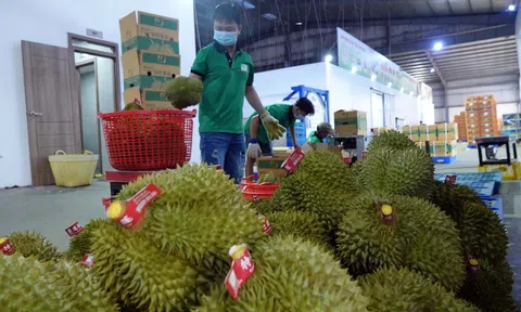 Lần đầu tiên rau quả vượt kim ngạch tỷ USD trong quý I, kỷ lục mới từ làn sóng xuất khẩu