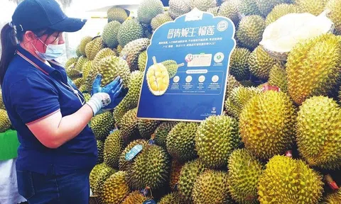 Đang lập đỉnh xuất khẩu, sầu riêng Việt Nam bất ngờ nhận cảnh báo từ Trung Quốc