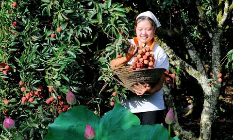 Hải Dương tổ chức các sự kiện nhằm đẩy mạnh xúc tiến xuất khẩu vải thiều