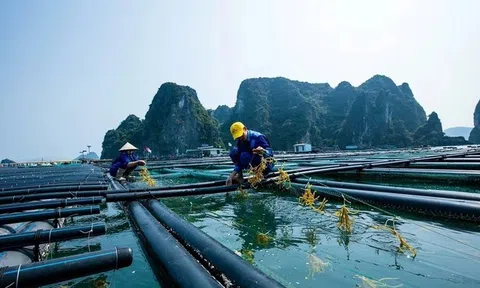 Quảng Ninh phát triển bền vững nuôi biển đa giá trị, lấy doanh nghiệp là nòng cốt