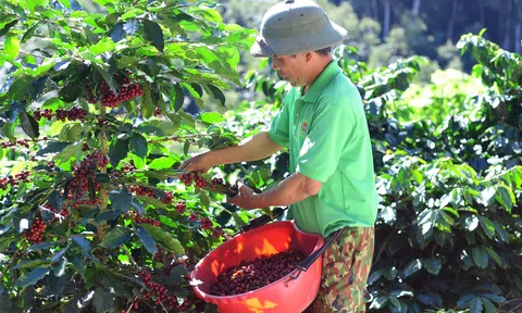Doanh nghiệp và các nhà sản xuất nâng cao nhận thức tuân thủ quy định 'không gây phá rừng'