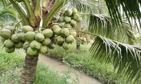 Không chỉ tạo ưu thế xuất khẩu, trái dừa đang đem lại lợi ích kép nhờ giá tăng cao