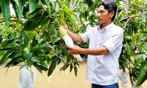 Xuất khẩu 18 tấn xoài Keo sang xứ sở Kim Chi, thành quả sau 10 năm đàm phán