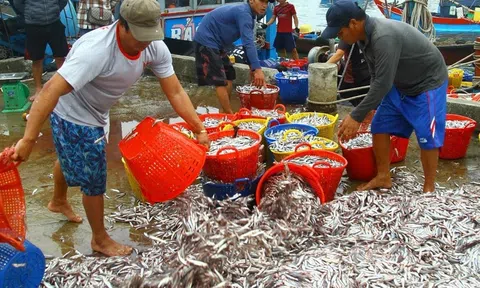 Trúng đậm luồng cá cơm, ngư dân Quảng Bình thu nhập trăm triệu sau một đêm đánh bắt