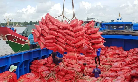 Gạo Việt đối mặt với canh tranh tại thị trường Philippines khi gạo Thái Lan tăng thị phần