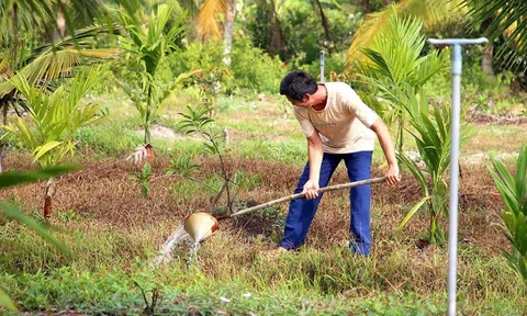 Trên 1.000ha lúa thiếu nước vì hạn mặn, Sóc Trăng khẩn trương ứng cứu