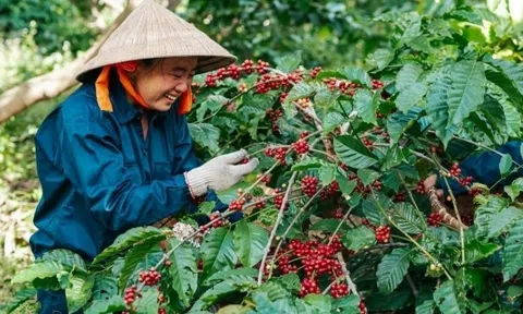 Giá cá phê liên tục tăng cao, nhưng vì sao doanh nghiệp lại gặp khó?