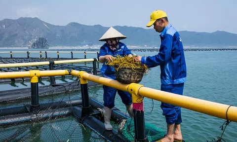 Trên 400 đại biểu dự Hội nghị nuôi biển để bàn thảo chiến lược phát triển nuôi biển xanh và bền vững