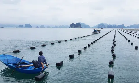 Quảng Ninh phát triển ngành thủy sản bền vững gắn với bảo vệ môi trường biển