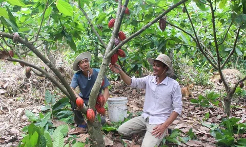 Nông nghiệp Đắk Nông: Hành trình 20 năm nâng tầm khẳng định vị thế