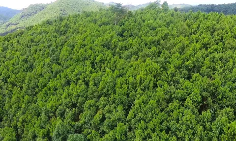 Hình thành thị trường tín chỉ carbon rừng của Việt Nam bắt nhịp với xu thế phát triển toàn cầu