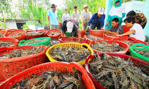 Ngành tôm tăng tốc xuất khẩu kỳ vọng trở lại thời 'hoàng kim' tại các thị trường nhỏ