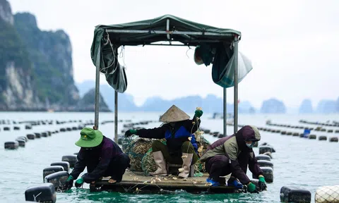 Nuôi biển bền vững nhằm phát huy lợi thế của quốc gia