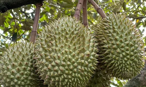 Sầu riêng bị cảnh báo nhiễm kim loại nặng cadimi làm nóng buổi họp báo ngành Nông nghiệp