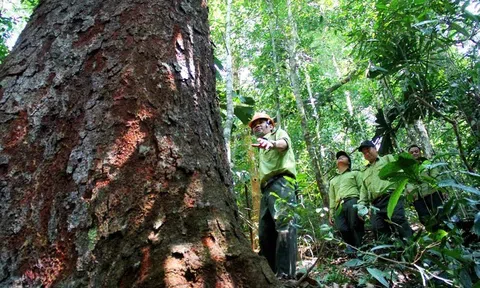 Hoàn thiện thị trường tín chỉ carbon khai thác nguồn thu hàng nghìn tỷ đồng từ rừng