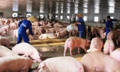 Chăn nuôi cần cú hích lớn từ các thị trường xuất khẩu