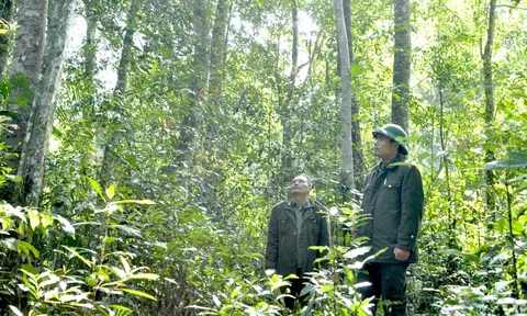 Việt Nam cần chủ động trên thị trường các bon nhằm phát huy lợi thế tài nguyên rừng