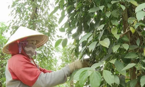 Giá hồ tiêu tăng cao kỷ lục vì sao nông dân vẫn chưa vơi 'nỗi sầu'