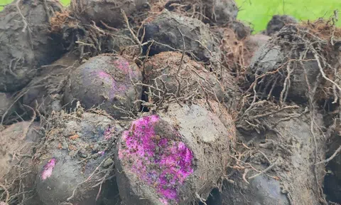 Trúng vụ khoai mỡ, nhưng vì sao nông dân lại ngán ngẩm?