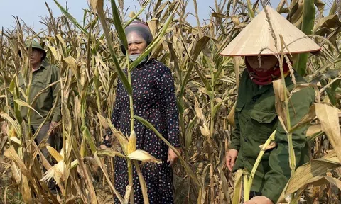 Nắng nóng khiến hàng chục héc ta ngô sắp thu hoạch ở Quảng Bình bị chết khô