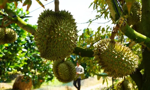 Lần đầu tiên sầu riêng Việt Nam vượt Thái Lan tại thị trường Trung Quốc