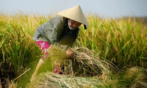 Đào tạo 1 triệu nông dân về quy trình canh tác lúa giảm phát thải gắn với tăng trưởng xanh
