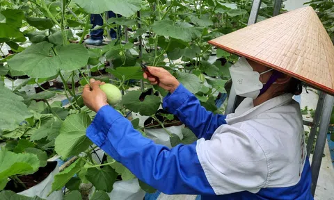 Khởi động dự án 'Sử dụng phân bón đúng' Hoa Kỳ cam kết đồng hành hỗ trợ nông dân Việt Nam