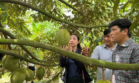 'Thủ phủ' sầu riêng Cần Thơ sốt giá, địa phương cảnh báo tình trạng bán non, chín ép