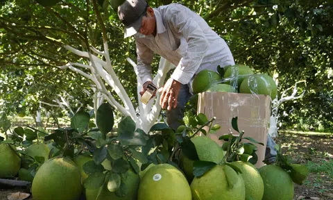 Giám sát chặt dư lượng, chất lượng là mấu chốt tạo sức cạnh tranh của nông sản xuất khẩu