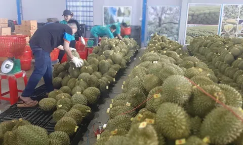 Sầu riêng bất ngờ lao dốc, nhà vườn vẫn vững tâm liên kết với doanh nghiệp