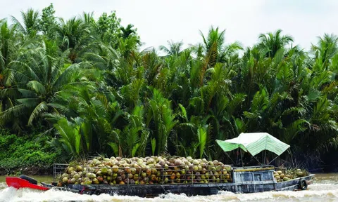 Bến Tre chuẩn bị các điều kiện để tham gia thị trường carbon