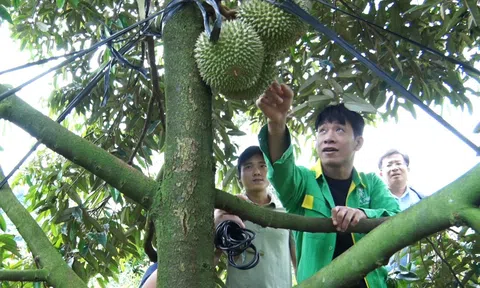 Tăng thêm mã số vùng trồng, cơ hội sầu riêng Việt Nam bứt phá xuất khẩu thị trường Trung Quốc
