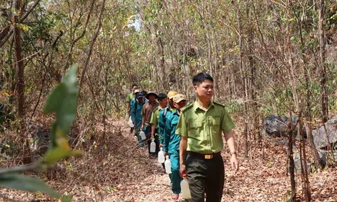 Căng mình giữ màu xanh trên rừng trong những ngày nắng đổ lửa ở Ninh Thuận